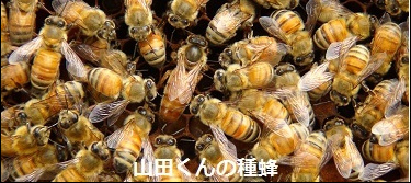 山田くんの種蜂