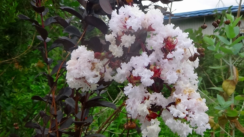 22年9月の山田くんの養蜂場養蜂日記
